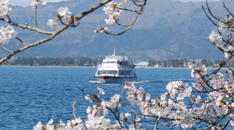 春の海津大崎桜クルーズ2024