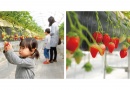 おさぜん農園　いちご狩り（45分食べ放題） 京都ファーム/びわ湖ファーム入園券