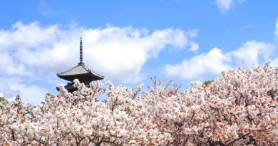 仁和寺 御室花まつり2026