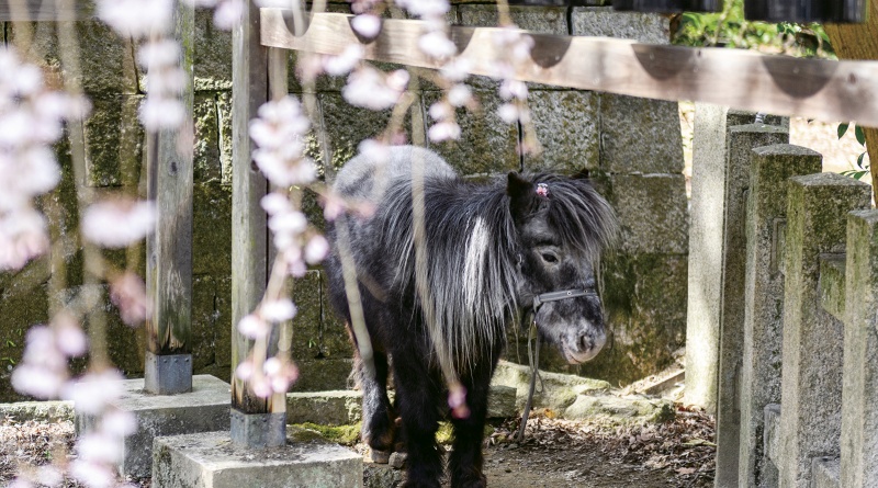 答えて当てよういいとこクイズ　2026年3月号