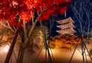 仁和寺 紅葉雲海ライトアップ 528Hz癒しのサウンドガーデン 仁和寺 紅葉雲海ライトアップ 528Hz癒しのサウンドガーデン